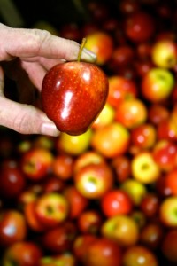 Farmer-hand-with-cider-apples-pre-press